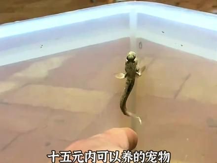 宠物解说：十五元内可以养的宠物，你喜欢哪个？ #宠物 #萌宠 #家有萌宠