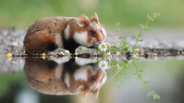 Where do hamsters live in the wild: habitat and enemies of the rodent