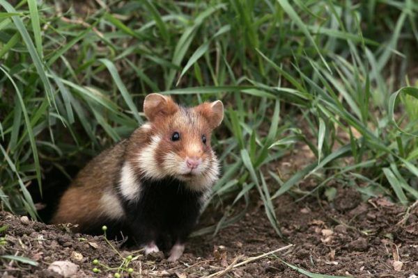 Where do hamsters live in the wild: habitat and enemies of the rodent