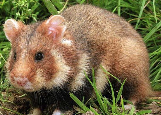 Where do hamsters live in the wild: habitat and enemies of the rodent