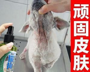 如何有效消灭宠物身上的螨虫（掌握正确的清洁方法，让宠物远离螨虫侵袭）