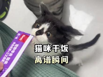 猫咪干饭永远第一名,饥饿始终慢我一步。#干饭最积极的小猫 #吃货猫