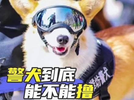 警犬到底能不能撸？ #警犬 #福仔警犬 #狗狗是人类最好的朋友 #科普