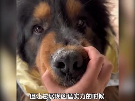 一只全网最没有牌面的藏獒，会害羞，甚至怂得都不想一条狗！ #萌宠出道计划 #神奇动物在抖音 #狗狗
