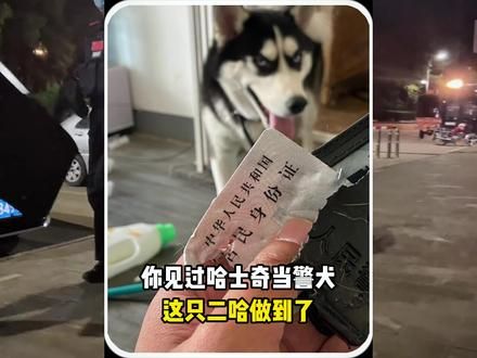 你见过哈士奇当警犬吗？云南特警队带你挑战不可能！#哈士奇 #狗狗 #动物的迷惑行为