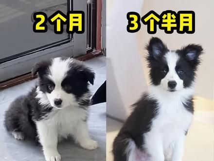 真实记录狗狗成长50天历程，为何变化这么大？ #新手养狗#狗狗到家一个月的变化 #狗狗成长变化 #边牧三宝 #新手养宠