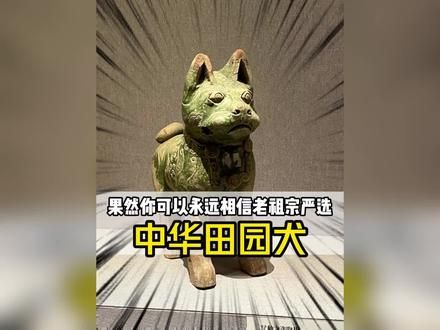 你还记得小时候的大黄吗？历经几千年了中华田园犬的爱与忠诚都未改变！#中华田园犬 #狗狗 #农村土狗 #大黄 #田园犬