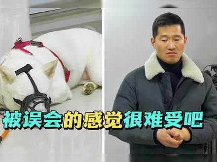 狗狗向丈夫吠叫5年，婚姻关系差点破碎，训犬师化身月老传授秘诀 #韩国训犬师 #狗狗很优秀 #狗狗