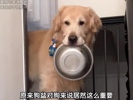 狗盆对狗来说有多重要！ #狗盆上天 #狗狗