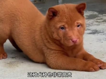 中华田园犬八大品种有你认识的吗？#狗狗 #中华田园犬 #土狗 #萌宠 #广西土猎犬