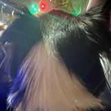 脆脆