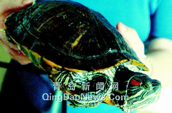 宰杀宠物怎能下咽巴西龟毫无营养竟被用来做菜