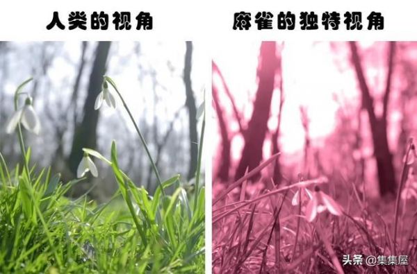 长知识:动物们如何看待世界?盘点7种不同动物的独特视角