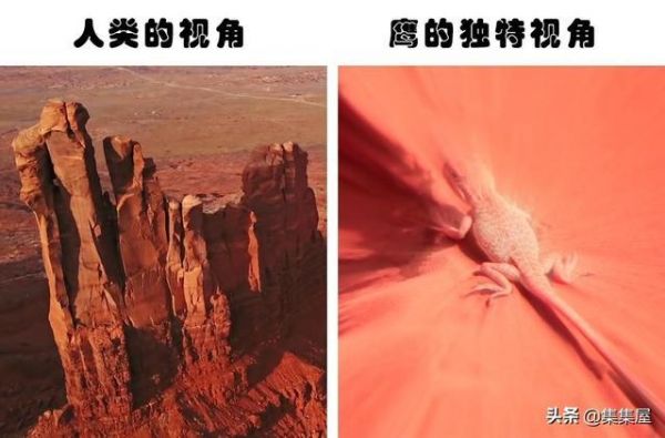 长知识:动物们如何看待世界?盘点7种不同动物的独特视角