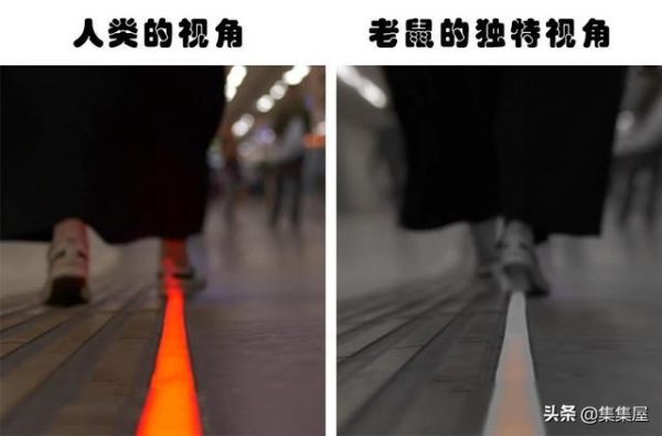 长知识:动物们如何看待世界?盘点7种不同动物的独特视角