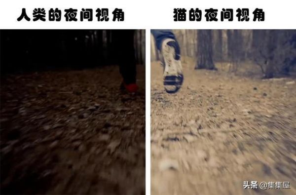 长知识:动物们如何看待世界?盘点7种不同动物的独特视角