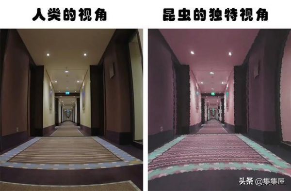 长知识:动物们如何看待世界?盘点7种不同动物的独特视角