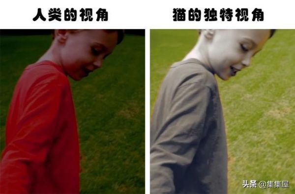 长知识:动物们如何看待世界?盘点7种不同动物的独特视角