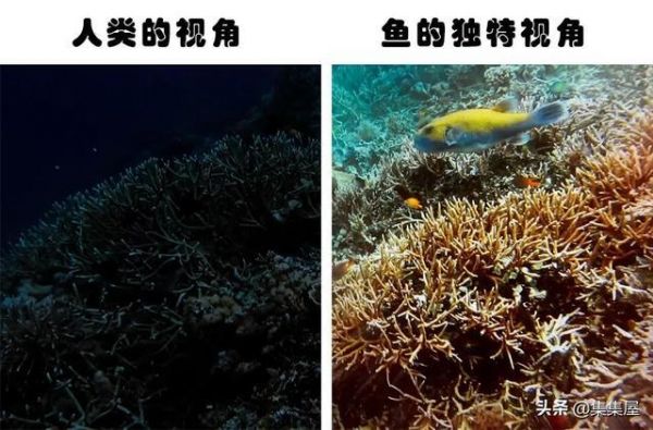 长知识:动物们如何看待世界?盘点7种不同动物的独特视角