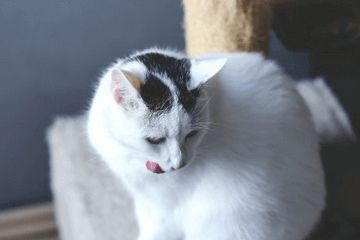 独特的宠物名字大全