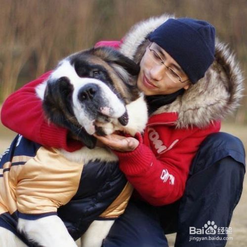 如何针对性的训练狗狗？