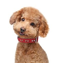 贝尼宠 狗项圈 双层不夹毛铆钉高端时尚款大中小型犬通用狗脖套 M小型犬铆钉酒红色可调30-39cm宽度2cm