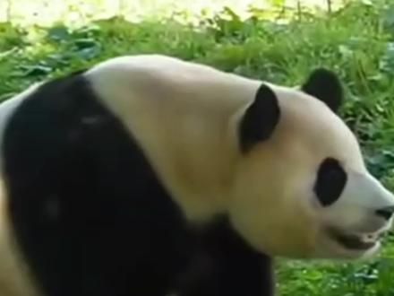 福公主和草和和又对视了,两小只真的是太可爱了#大熊猫福宝 #大熊猫和和 #来这吸熊猫 #阔爱炸了 #被你萌化了