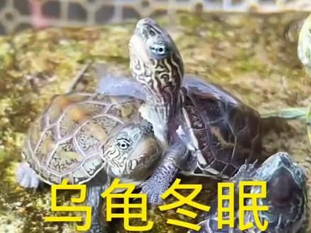 有些地方乌龟快开始进冬眠期了,,乌龟冬眠期千万不能做几个事哦 #养龟日常 #乌龟冬眠 #乌龟喂食 #乌龟安全过冬 #萌宠好物