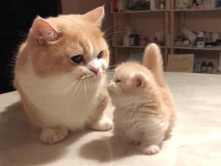 大土豆和小地瓜… #矮脚猫 #阔爱炸了 #猫宝宝 #脾气好的猫 #蠢萌