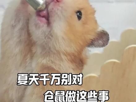 夏天千万别对仓鼠这样做!!! #养鼠日常分享 #仓鼠宝宝的日常 #仓鼠 #阔爱炸了