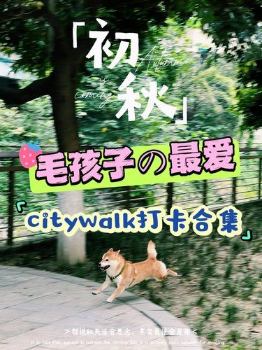 徐州·秋日Citywalk: 狗狗乐园全攻略