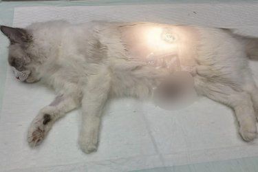 万信外科，猫咪绝育的安心之选