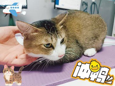 猫咪在万信宠物医院的旅行日記[种草][种草][种草]