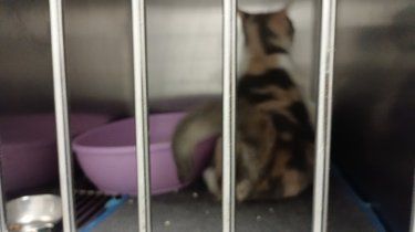广东万信宠物医院——猫咪绝育的温馨守护