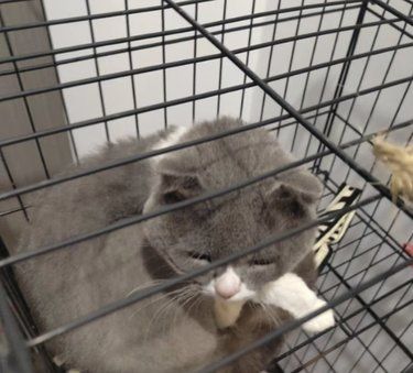 我家猫咪绝育记 