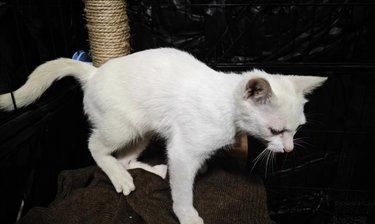 猫咪体检全攻略来啦！