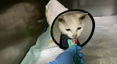 猫咪不再深夜“扰民”|绝育手术带来宁静夜晚