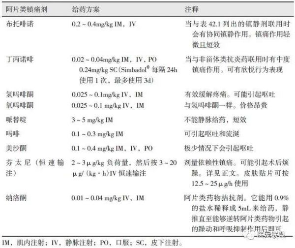 关于猫咪麻醉的10个关键问答