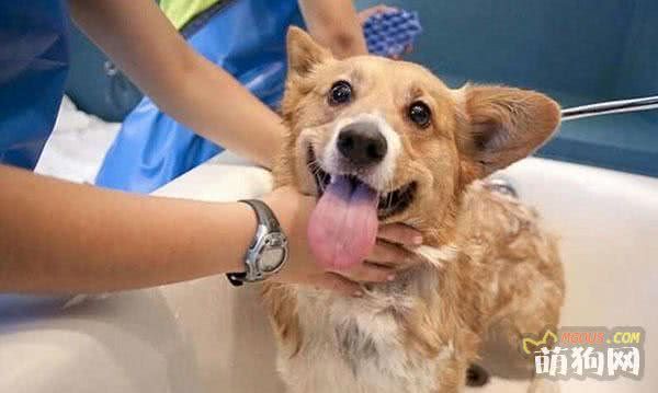 日常狗狗护理的4个方法，为了爱犬的健康主人要知道，越早越好