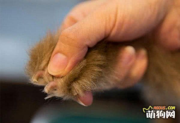 日常狗狗护理的4个方法，为了爱犬的健康主人要知道，越早越好