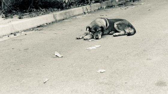 路遇恶犬狗咬如何辨别、避险,又如何脱身?