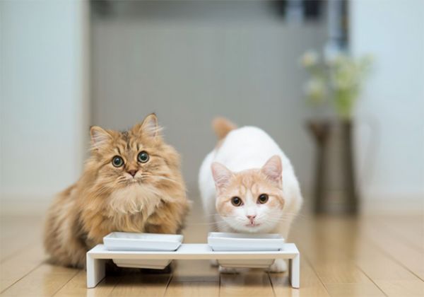 猫咪可不可以喝牛奶?
