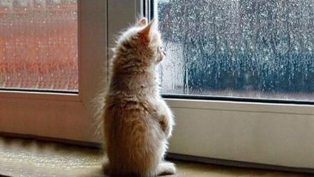 猫咪为什么总会在家门口等主人回家呢?
