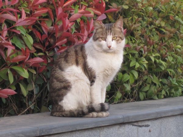 散养宠物猫,是爱?还是伤害?