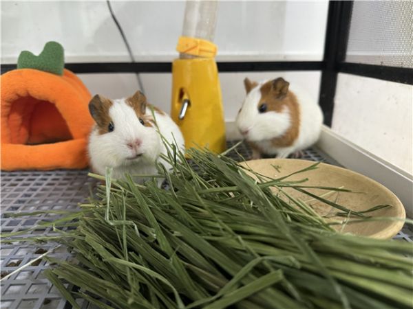 闵行爬虫异宠饲养攻略,异宠饲养