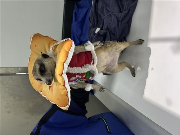 闵行爬虫异宠饲养攻略,异宠饲养