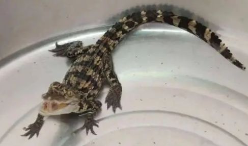 迷你鳄鱼宠物好养吗