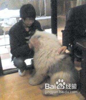 三招让宠物狗性格开朗起来