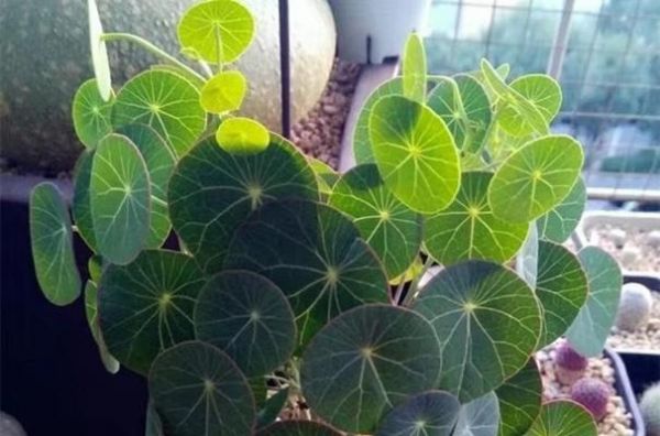 山乌龟的浇水频率（掌握浇水技巧，健康养护宠物龟）