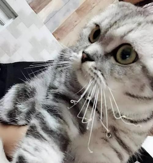猫咪如何通过闻腋下的味道了解主人（宠物行为学）